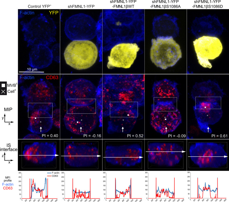 Figure 4—figure supplement 4.