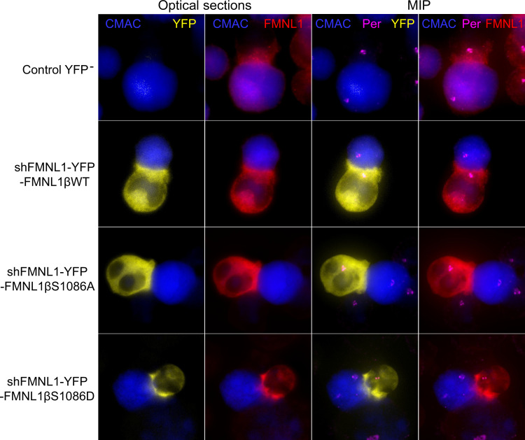 Figure 6—figure supplement 3.