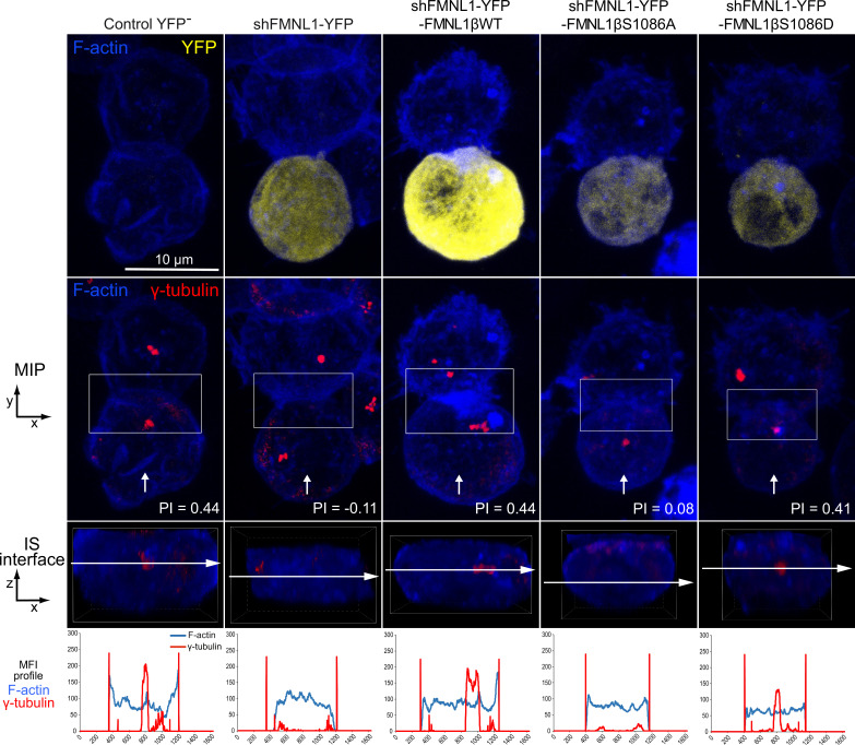 Figure 4—figure supplement 3.