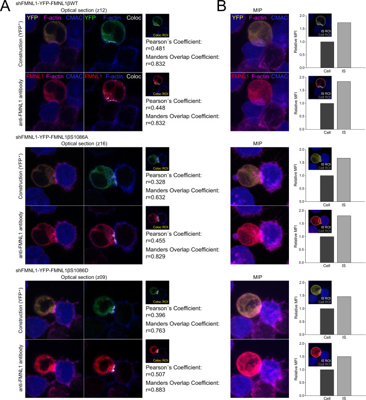 Figure 6—figure supplement 4.