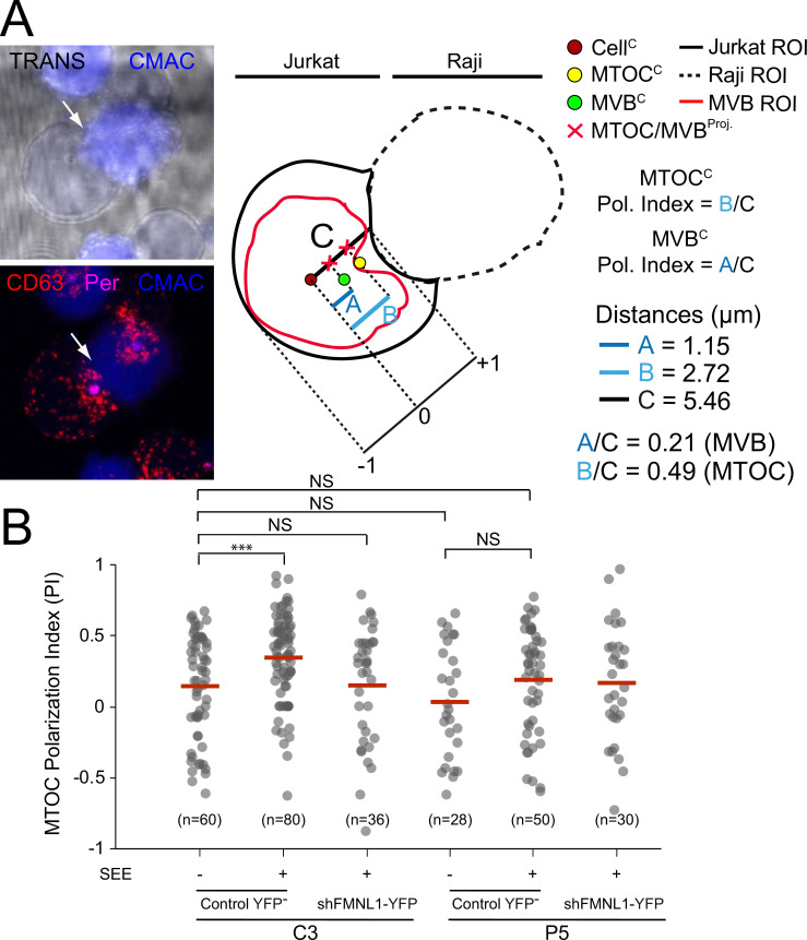 Figure 4—figure supplement 1.