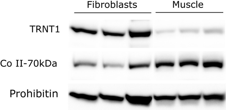 Figure 5.