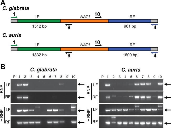 FIG 3 