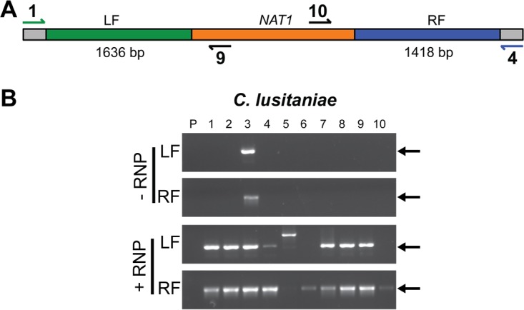 FIG 2 