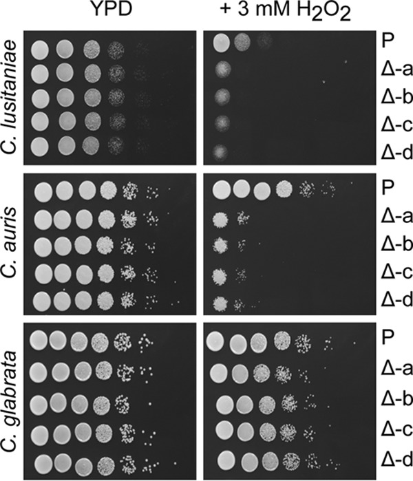 FIG 4 