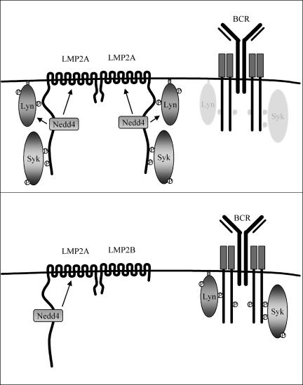 FIG. 8.