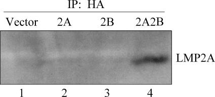 FIG. 7.