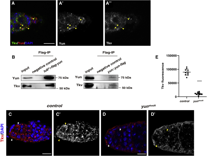 Figure 3