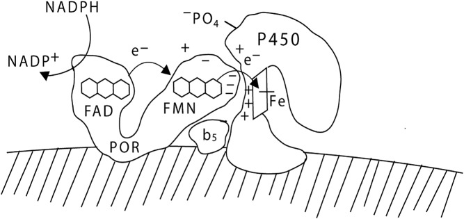 Fig. 2.