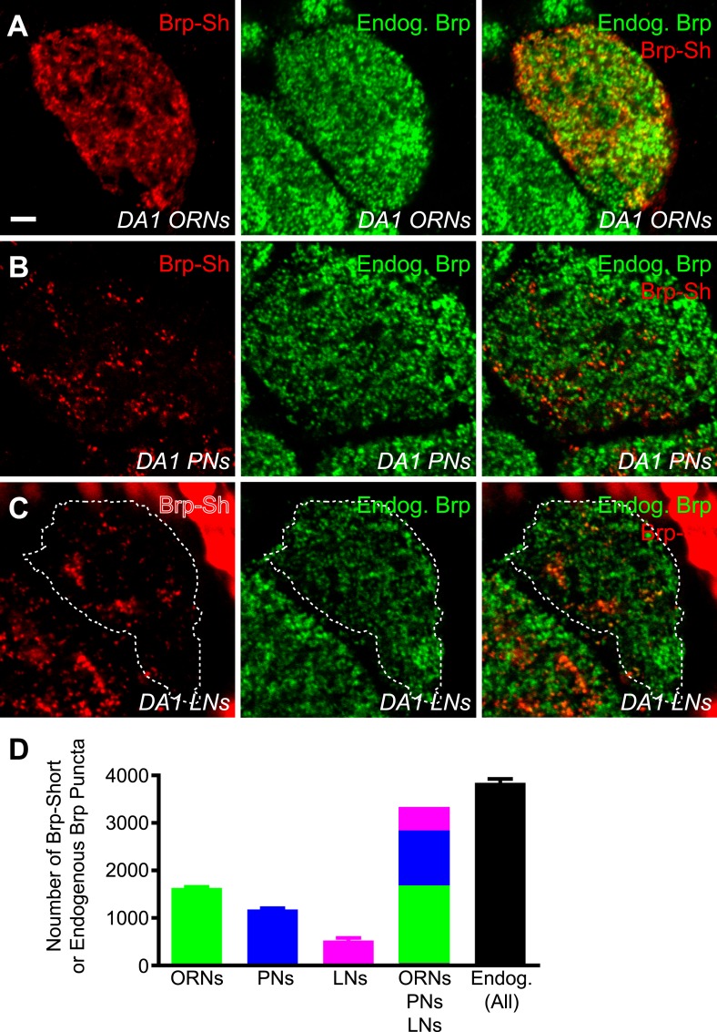 Figure 3—figure supplement 1.