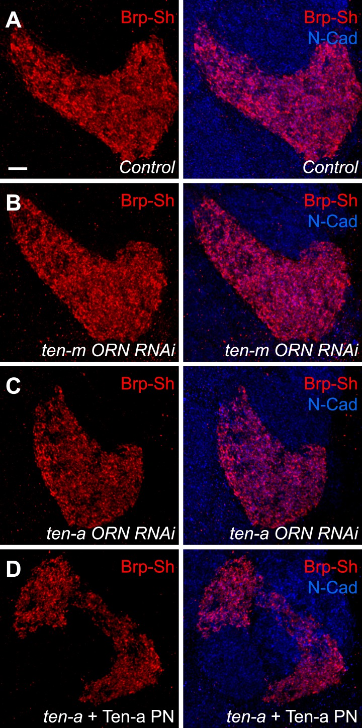 Figure 4—figure supplement 1.