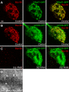 Figure 1—figure supplement 1.