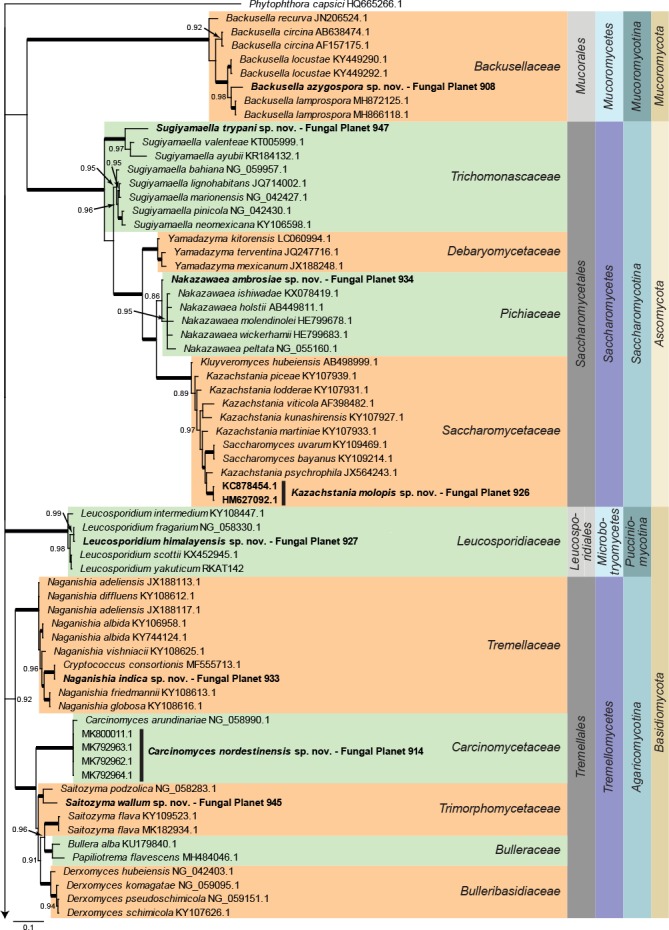 Overview Mucoromycota, Ascomycota and Basidiomycota phylogeny – part 1