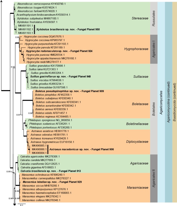 Overview Mucoromycota, Ascomycota and Basidiomycota phylogeny – part 1