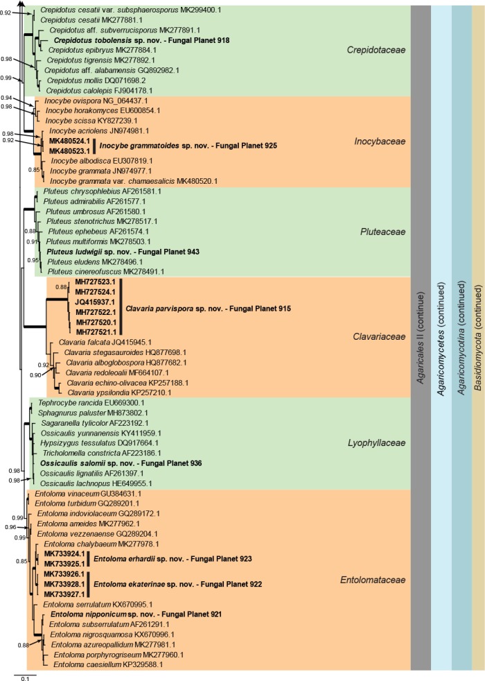 Overview Mucoromycota, Ascomycota and Basidiomycota phylogeny – part 1