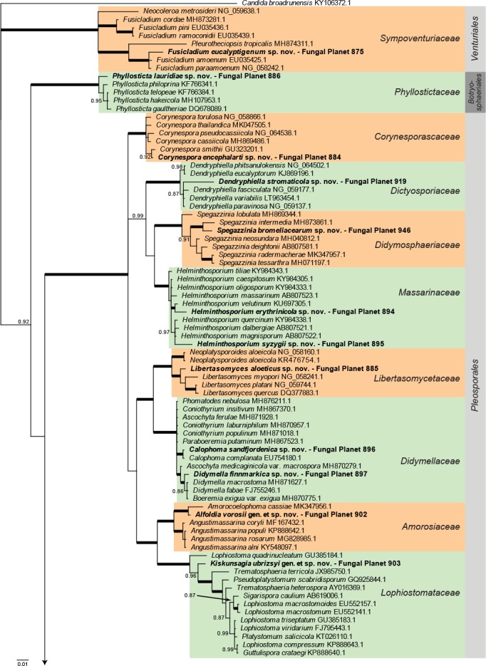 Overview Dothideomycetes phylogeny – part 1