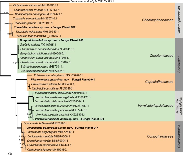 Overview other orders (Sordariomycetes) phylogeny