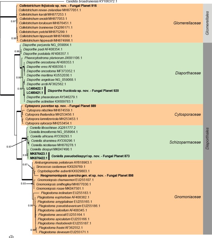 Overview Diaporthales and Glomerellales (Sordariomycetes) phylogeny