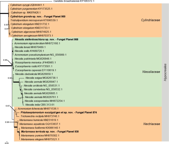 Overview Hypocreales (Sordariomycetes) phylogeny