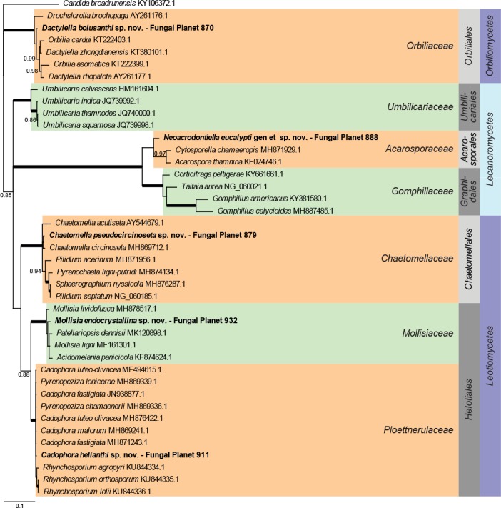 Overview Orbiliomycetes, Lecanoromycetes and Leotiomycetes phylogeny