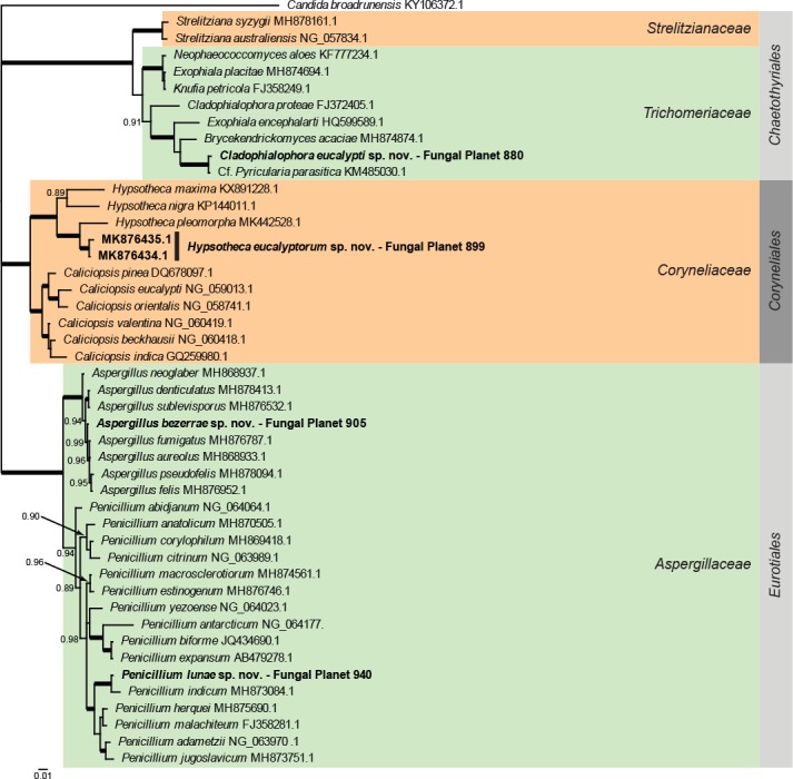 Overview Eurotiomycetes phylogeny