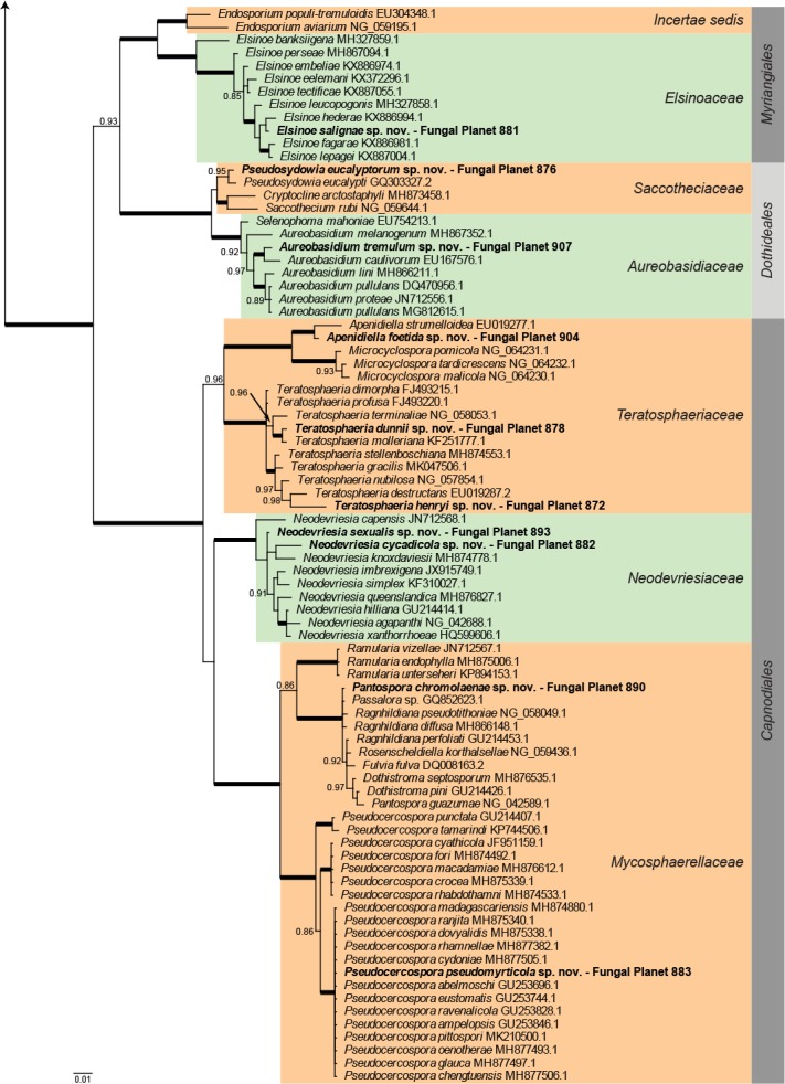 Overview Dothideomycetes phylogeny – part 1