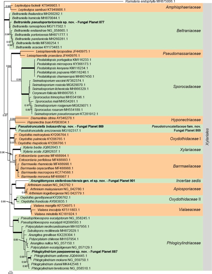 Overview Xylariales (Sordariomycetes) phylogeny