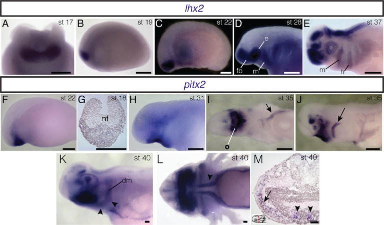 Figure 4—figure supplement 1.