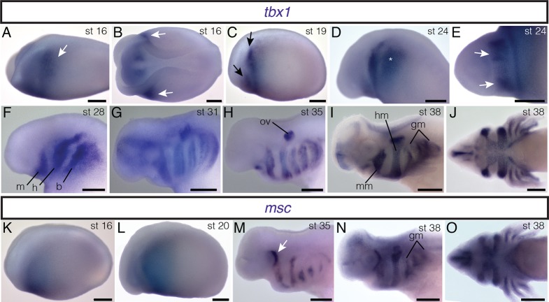 Figure 2—figure supplement 2.