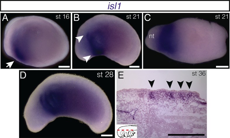 Figure 2—figure supplement 1.