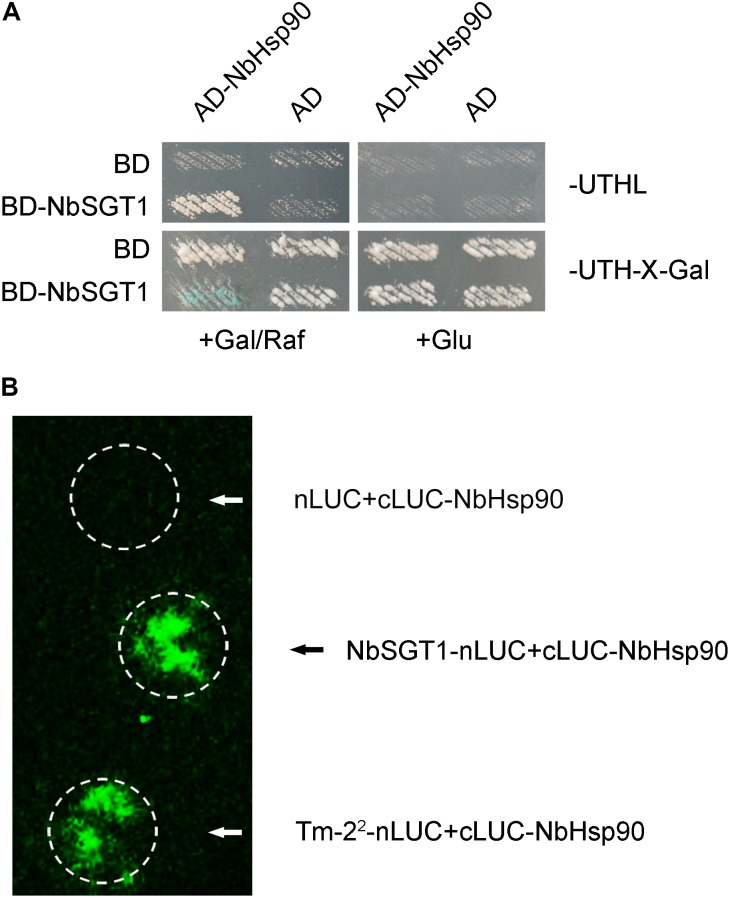 FIGURE 5