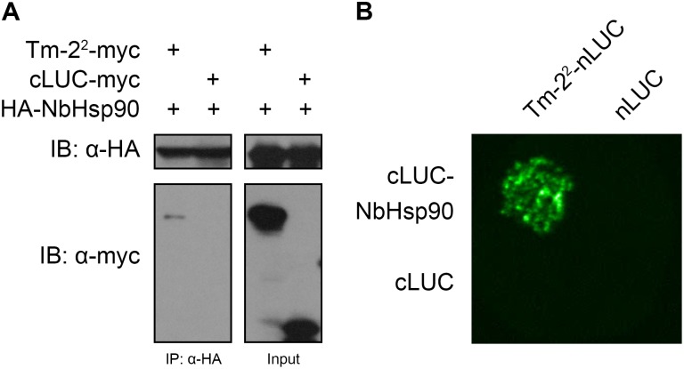 FIGURE 2