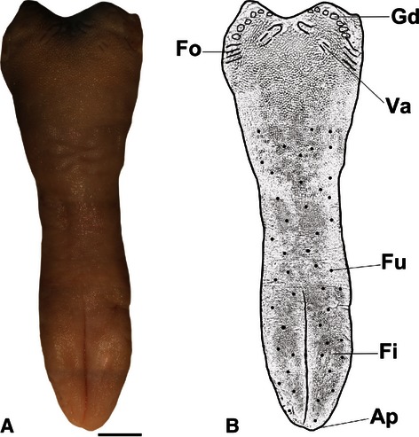 Fig. 1