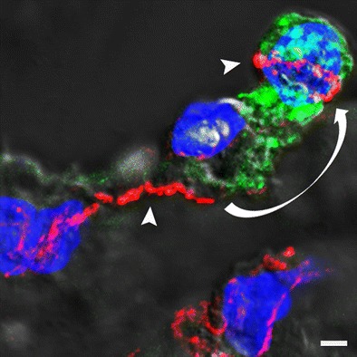 Fig. 2