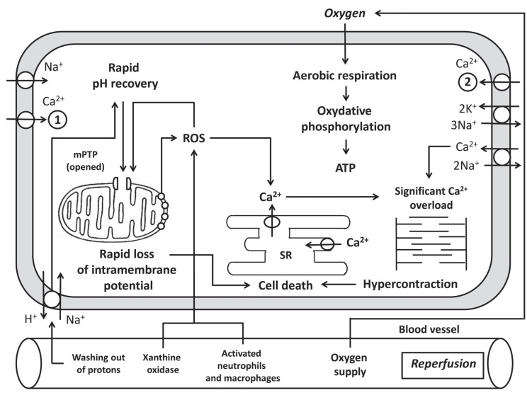 Fig. (2)