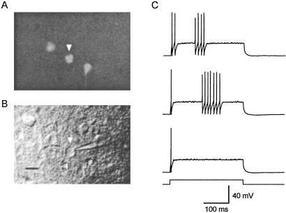 Fig 1.