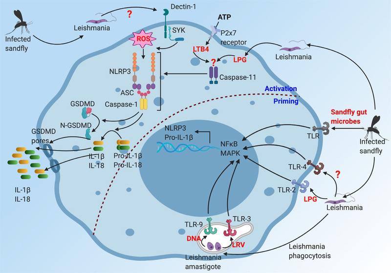 FIGURE 2