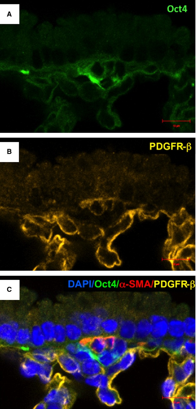 Fig. 9