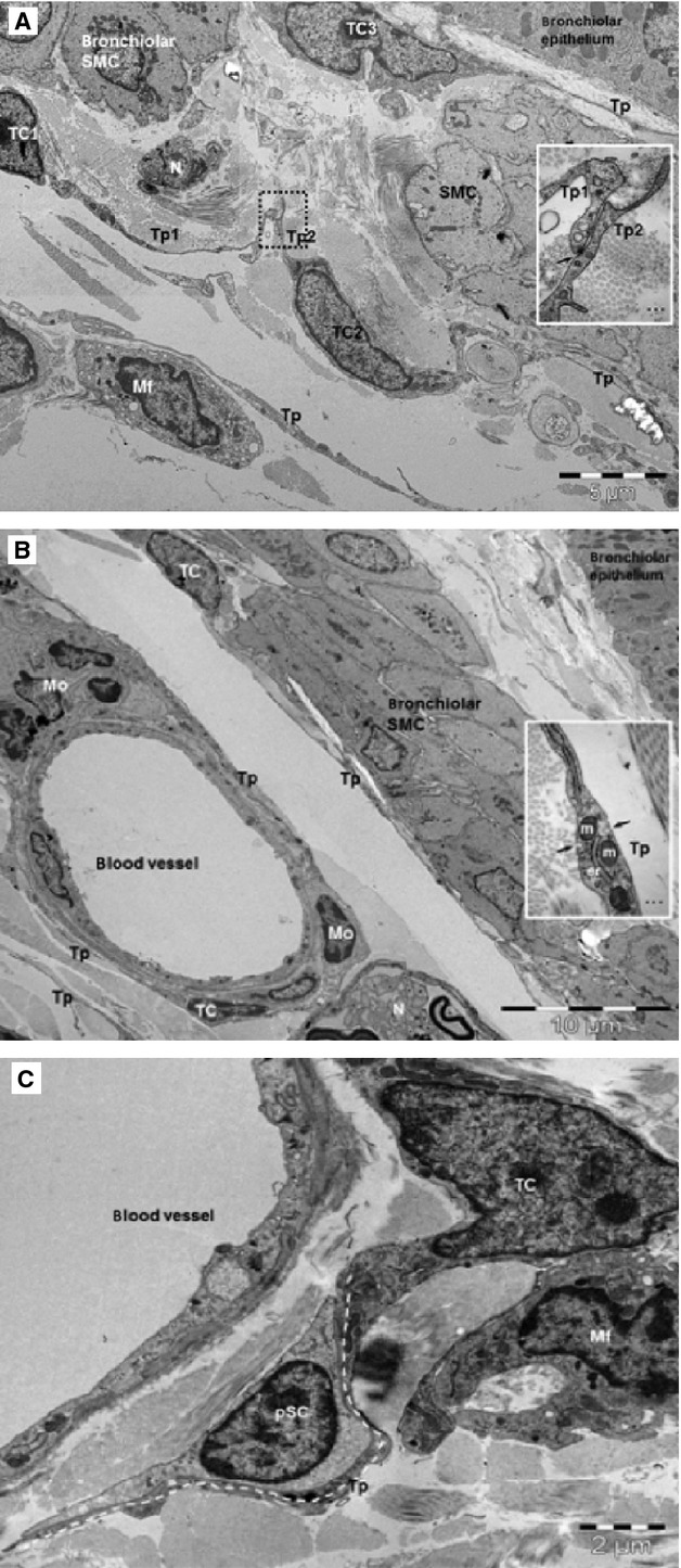 Fig. 19