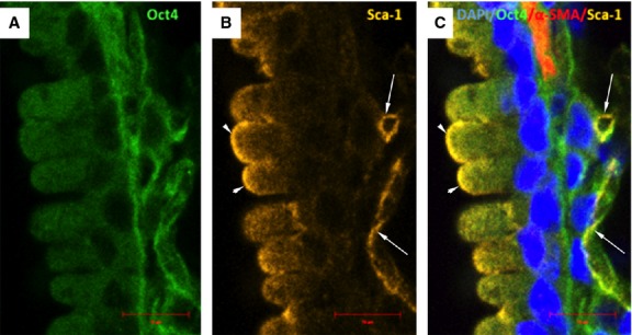 Fig. 10