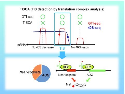 Graphical Abstract