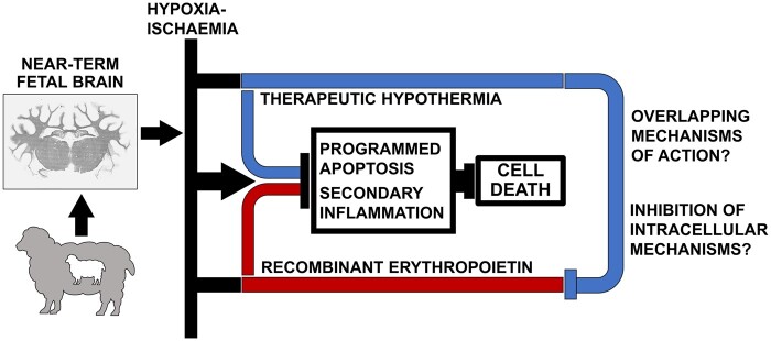 Graphical Abstract