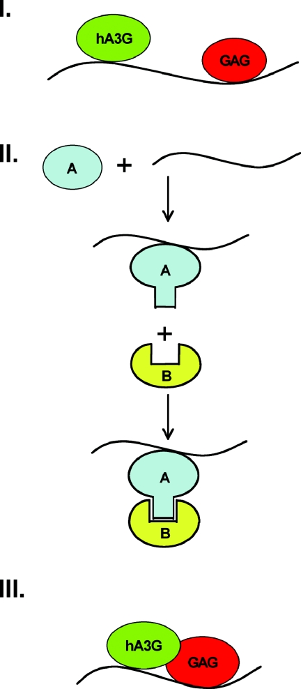 FIG. 2.