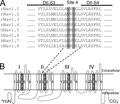 FIGURE 7.