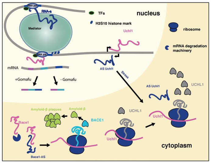 FIGURE 1