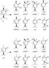 SCHEME 2