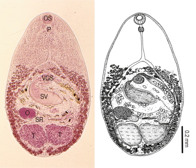 Fig. 2