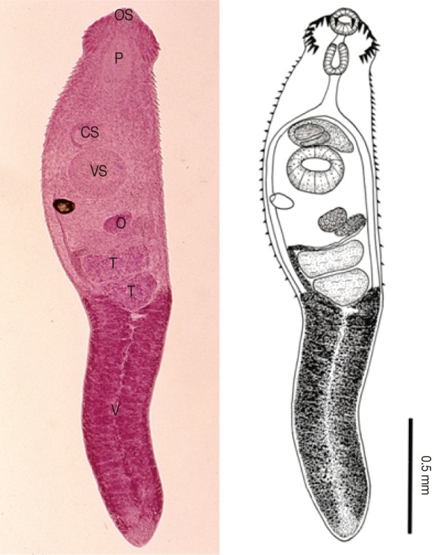 Fig. 3