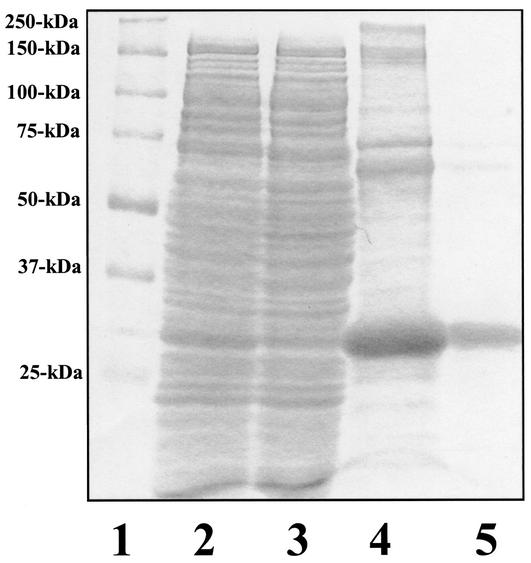 FIG. 5.