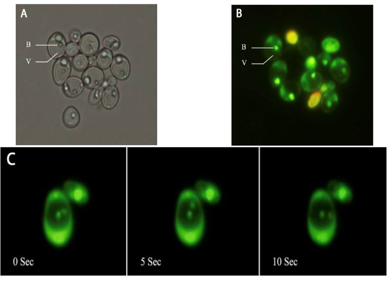 Fig.1